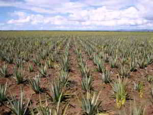 Plantacion Aloe Forever